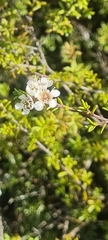 Kunzea tenuicaulis
