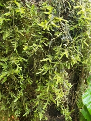 Camptochaete arbuscula