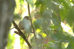 Leptotila plumbeiceps