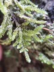 Camptochaete arbuscula