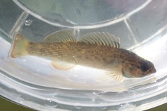 Etheostoma camurum
