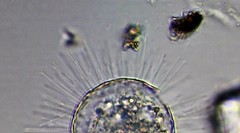 Acanthocystis turfacea