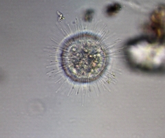 Acanthocystis turfacea