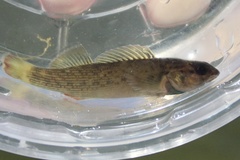Etheostoma camurum