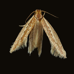 Ypsolopha sp-sw