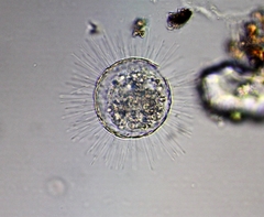 Acanthocystis turfacea