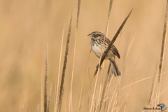Xenospiza baileyi