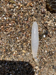 Doryteuthis opalescens