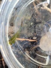 Eubranchipus oregonus