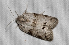Polygrammate cadburyi