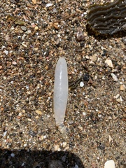 Doryteuthis opalescens