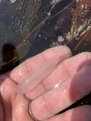 Doryteuthis opalescens