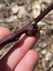 Neolasioptera nodulosa