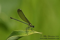 Calopteryx dimidiata