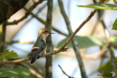 Short-Crested Coquette photo 5