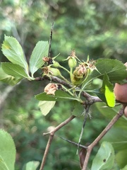 Crataegus berberifolia