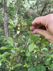 Crataegus berberifolia