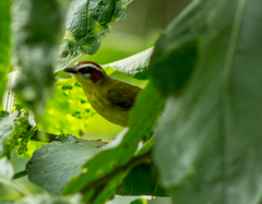 Basileuterus