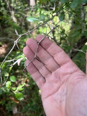 Crataegus berberifolia