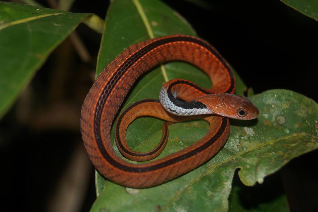 Blue-Necked Keelback