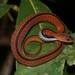 Blue-necked Keelback - Photo (c) Tom Kirschey, some rights reserved (CC BY-NC), uploaded by Tom Kirschey