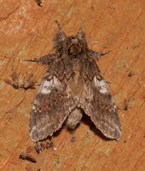 Peridea angulosa