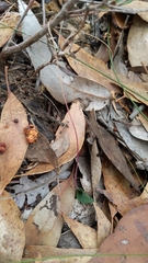 Eriochilus collinus collinus