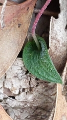 Eriochilus collinus collinus