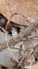 Eriochilus collinus collinus