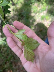 Crataegus berberifolia