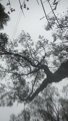 Eriochilus collinus collinus