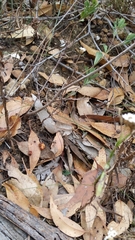 Eriochilus collinus collinus