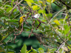 Icterus nigrogularis