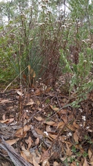 Eriochilus collinus collinus