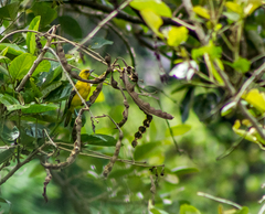 Icterus nigrogularis