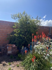 Prunus salicina