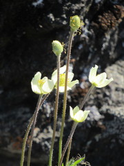 Anemone multifida