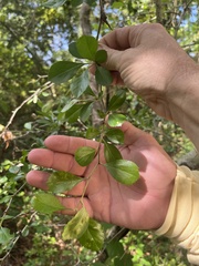 Crataegus berberifolia