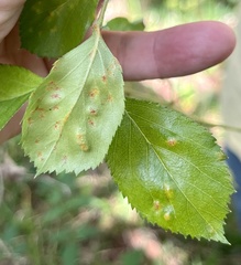 Crataegus berberifolia