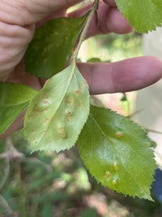 Crataegus berberifolia