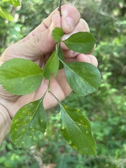 Crataegus berberifolia
