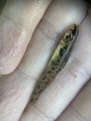 Etheostoma olmstedi