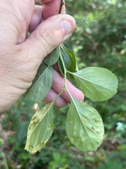 Crataegus berberifolia