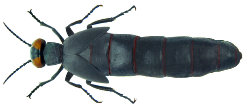 Berberomeloe insignis
