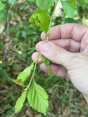 Crataegus berberifolia
