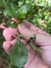 Crataegus berberifolia