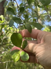 Crataegus berberifolia