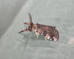Lepidoptera