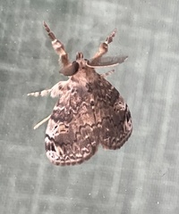 Lepidoptera