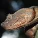 Ashy Pit Viper - Photo (c) Tom Kirschey, some rights reserved (CC BY-NC)